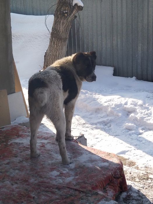 Ургашы ИТ керек шатыстырам