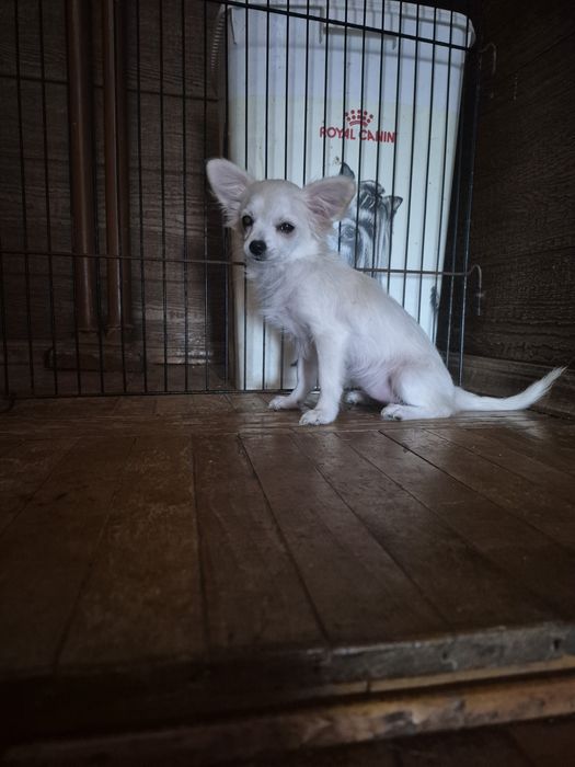 Чихуашки щенки классики