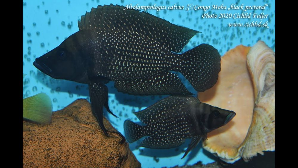 Альтолапрологус кальвус.