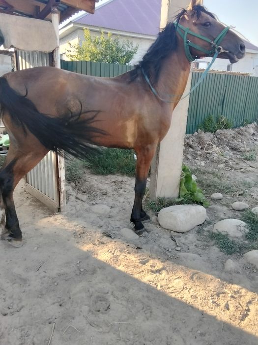 даншак Айғыр сатылады жорға