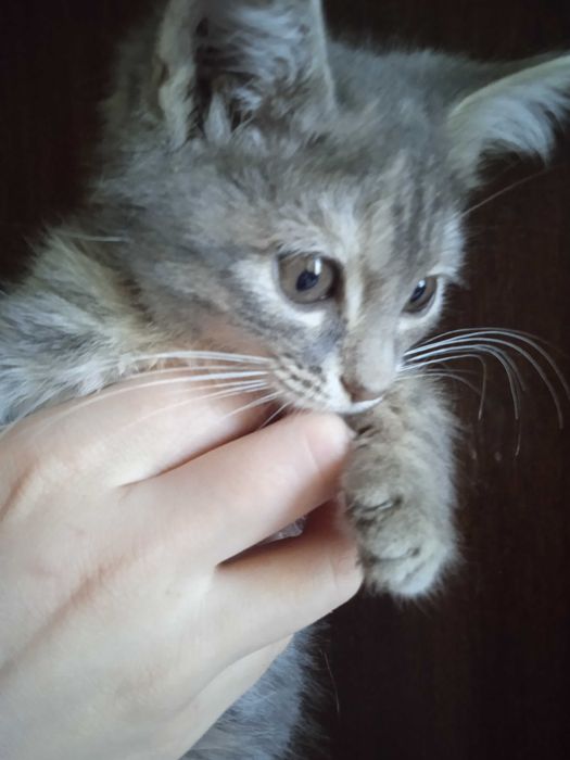 Пушистый серый котёнок девочка, 2 месяца.