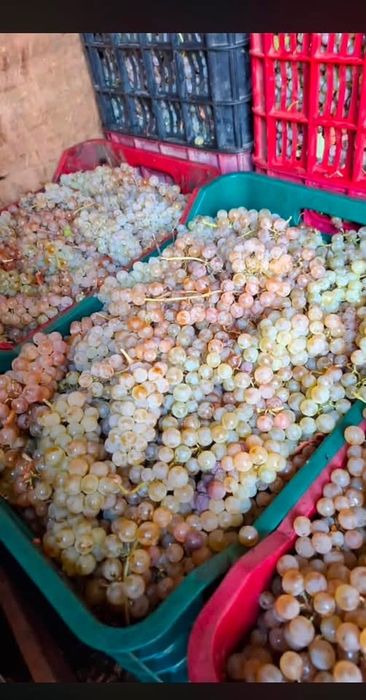 Struguri de vin-Producator 0731207845