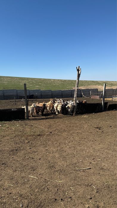 порно комикс Blacked