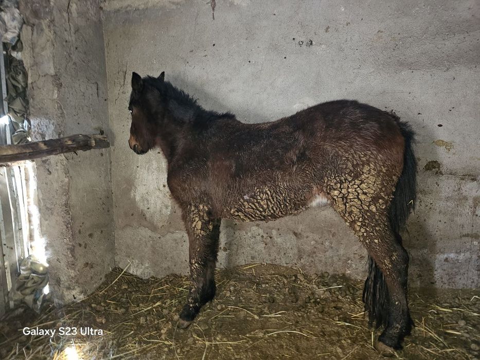 Семыз жылкы сатылады