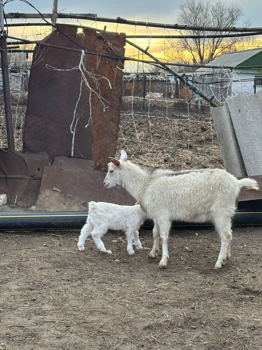 Сауын жас ешкілер