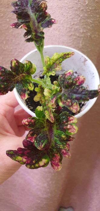 Колеусы комнатные/садовые цветы