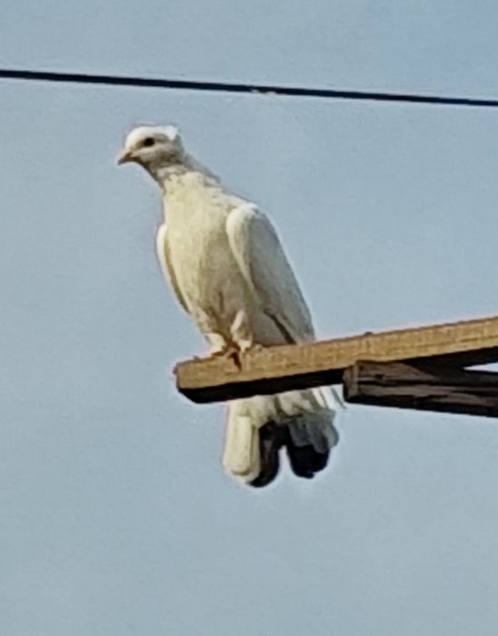 Срочно продам голубей. Кептер сатам.