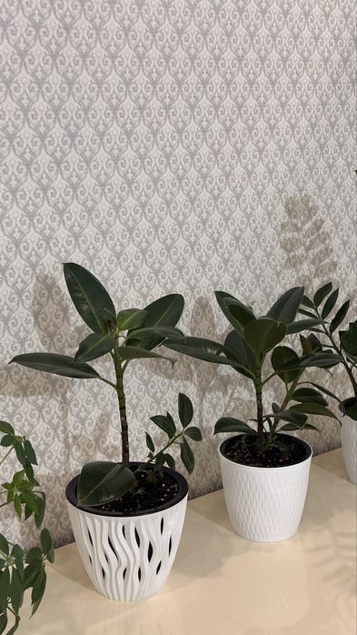 Продаеся комнатные цветы