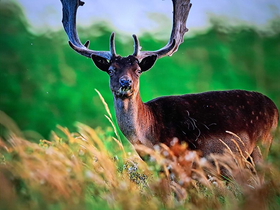 Телевизор AVA " 102см оригинал смарт .гарантия.