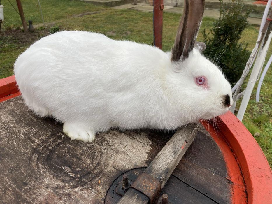 Mascul Urias Maghiar