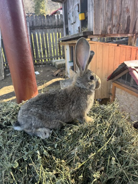 Pereche iepurasi urias german 3 luni