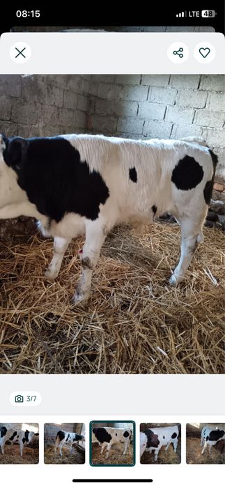 De vanzare vitel in varsta de 2 luni jumate !