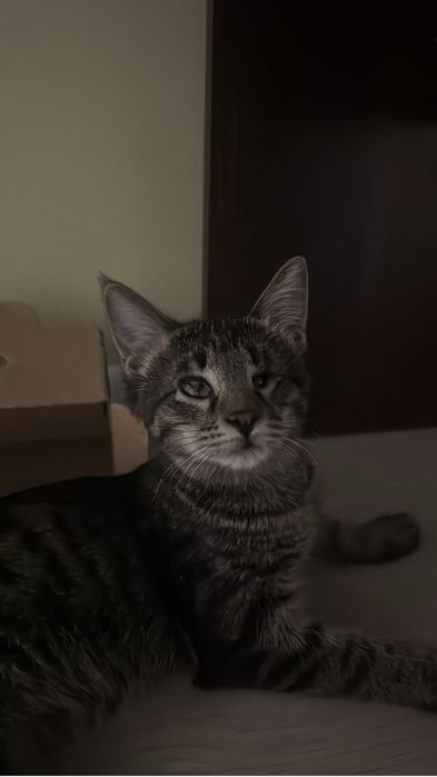 Отдам 3х месяного котенка