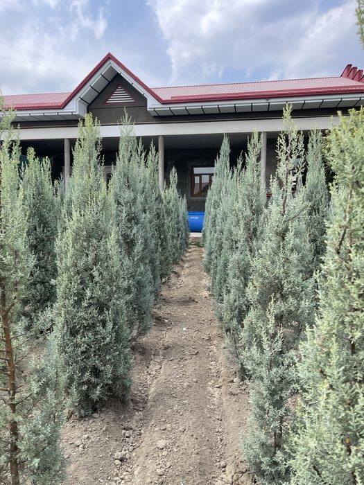 Aksiya Arizoniski kiparis sotiladi boyi 2m 100$, 2.5m 140$,3m 190$