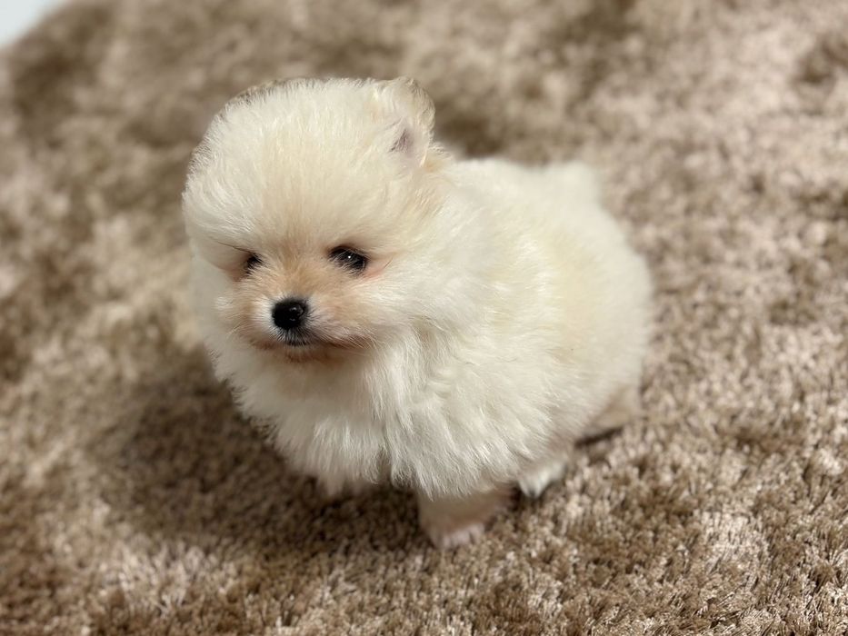 Pui pomeranianeni albi din parinti campioni