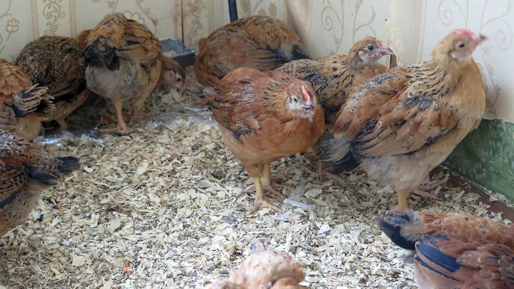 Продам цыплят кучин