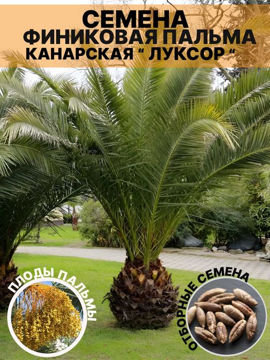 Kanar Palmasi "Luksor" urug‘i, 3 dona