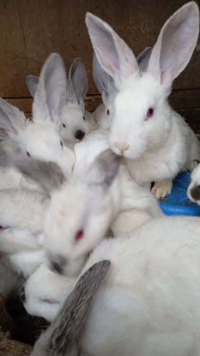Продаются кролики породы  >
