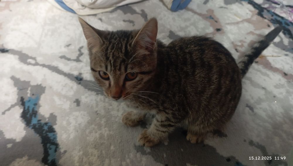 Котёнок очень милый и послушный