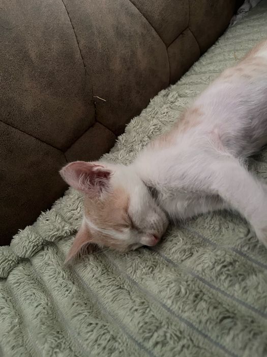 Ласковый котенок в добрые руки