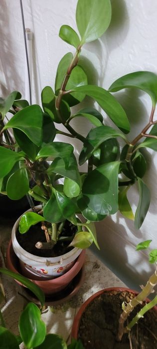 Цветы комнатные, разные