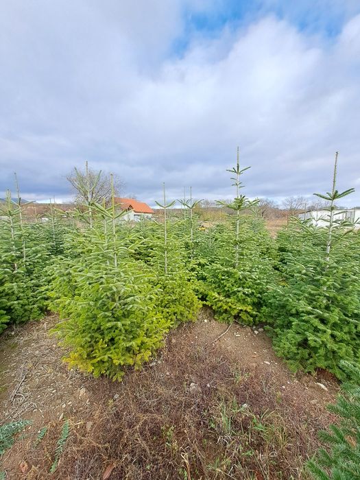 Brazi   Craciun   ABIES Nordmanniana