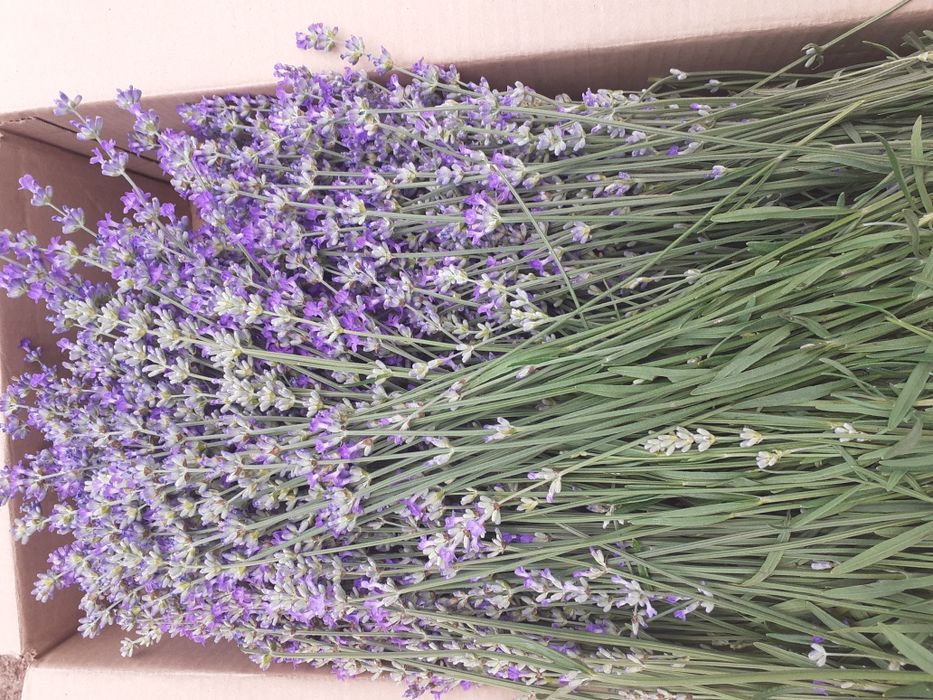 Цвят от лавандула.