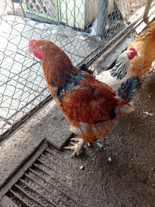 Продаются петухи