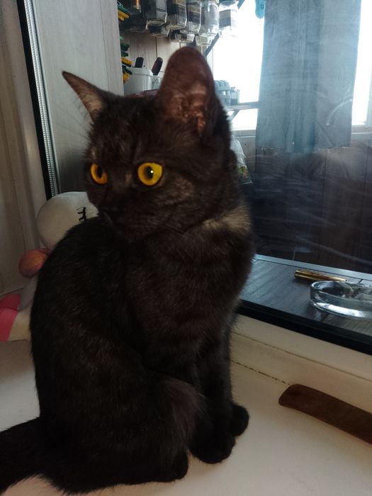 отдам котенка бесплатно