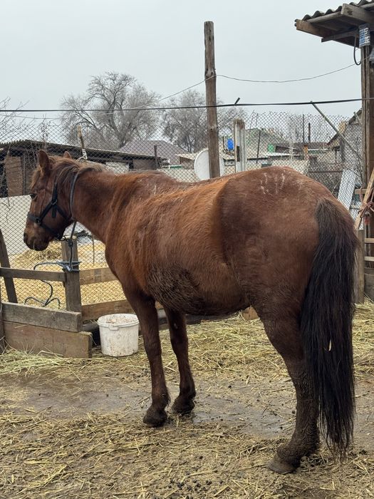 Буаз бие сатылады