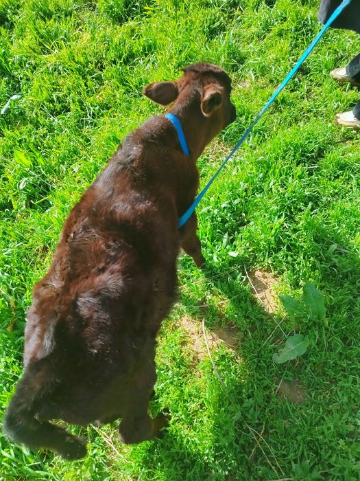 Ikkta ONa bola SIGIR SOTILADI bitasiki buqa ikkichisniki hunojin