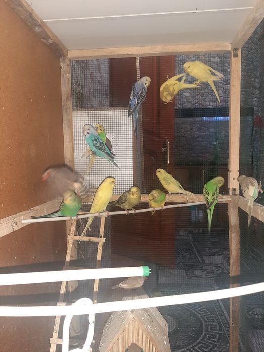 Волнисти папугай