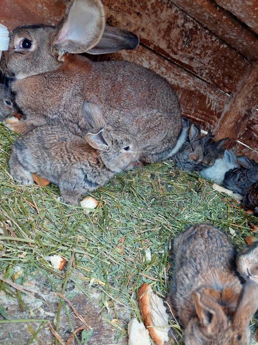 Vând iepurași Urias German