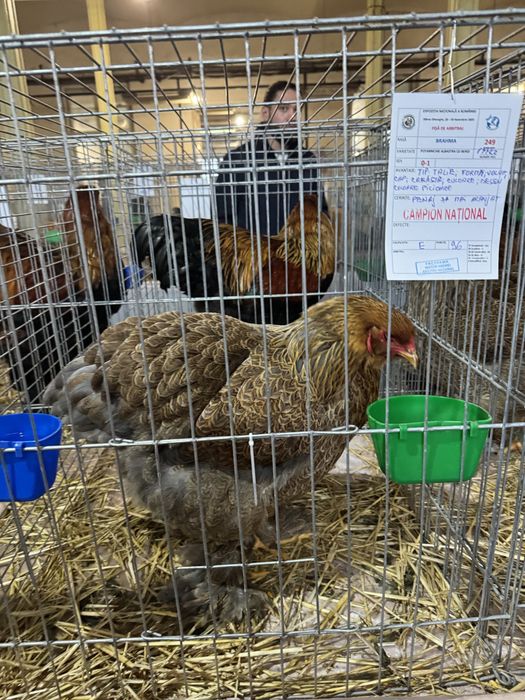 Oua pentru incubat Rasa Brahma Varietatea Potarnichiu