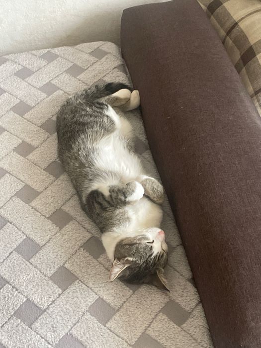 Отдаем кошечку в добрые руки