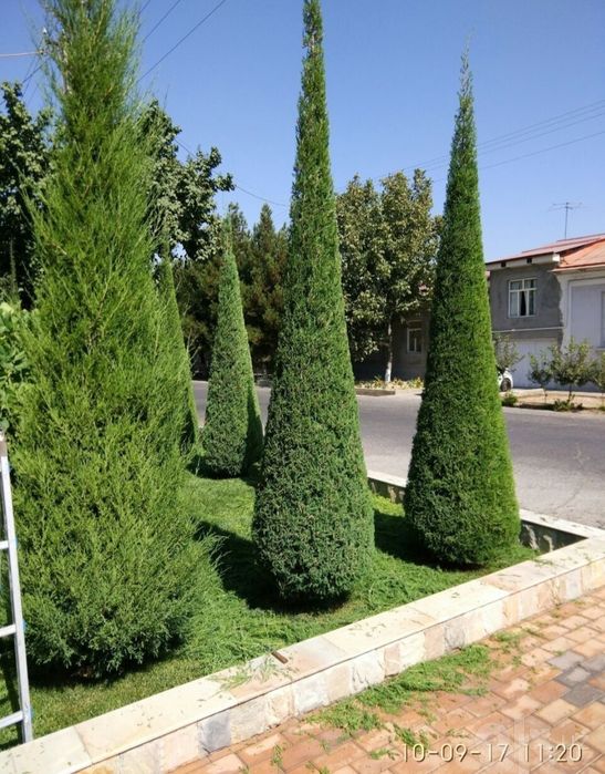Daraxtlarga shakl berish,gazon ekish,daraxtlarni dorilash,archalarni k