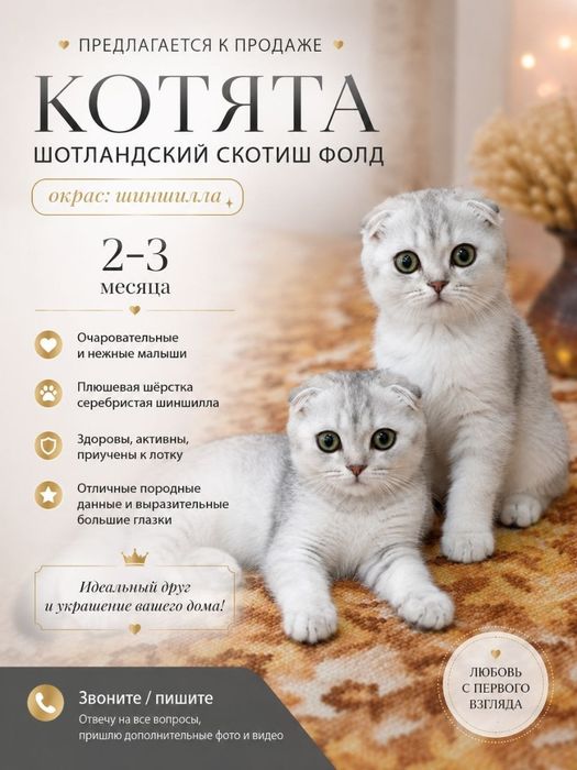 Котята Шотландский Скоттиш- Фолд