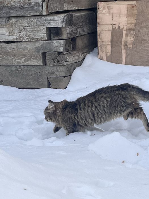 Отдам в добрые руки