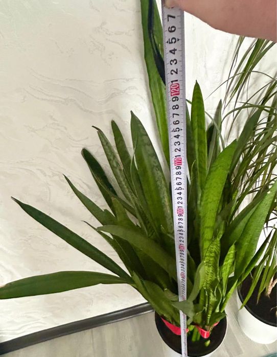 Цветы сансиверия