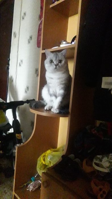 Вязка. Шотландец(скоттиш-страйт)