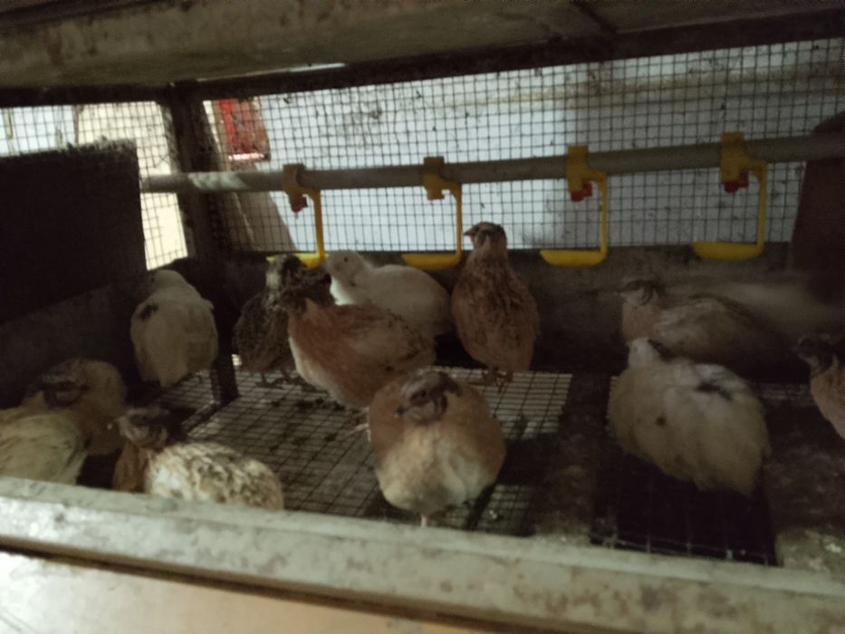 Меняю петушков перепелов