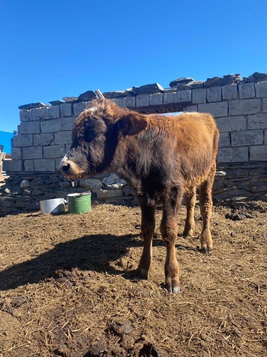 1,5 жасар еркек торпақ сатылады