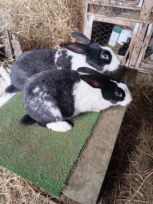 Tineret Hycole si Pannon