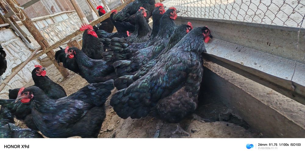 Кора товук тухумлари сотилади