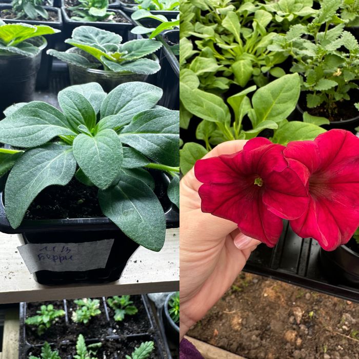 Продам рассаду ампеоьной петунии