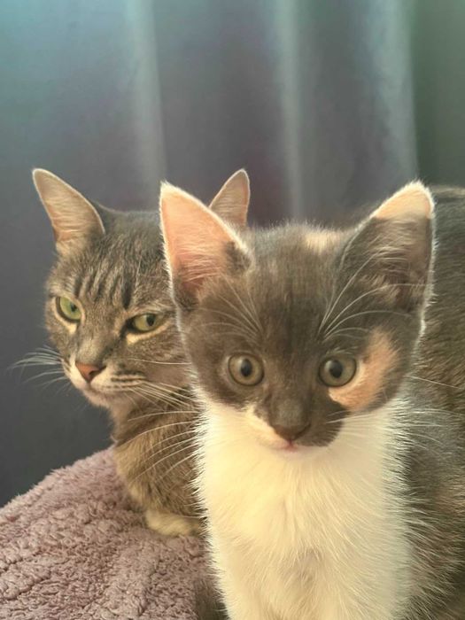 2 Котенка,девочки