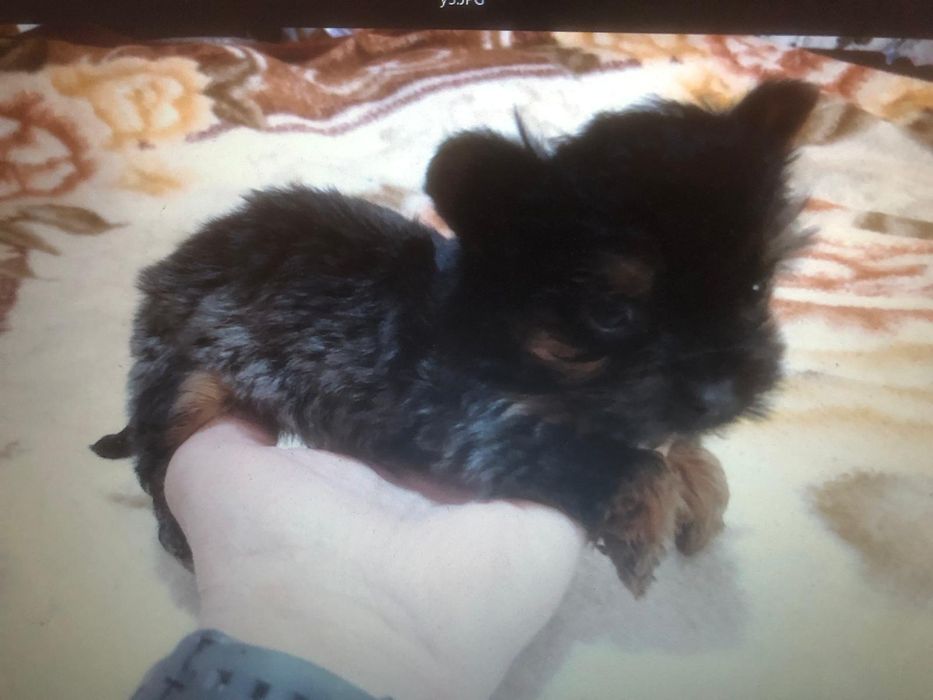 Yorkshire terrier mini toy