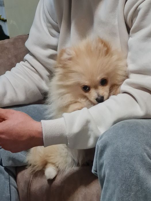 Бебе куче померан