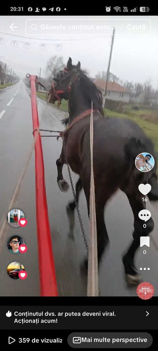 Armasar de vânzare foarte blând