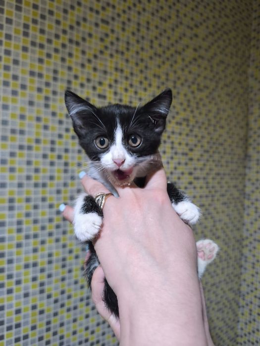 Котенок в добрые руки